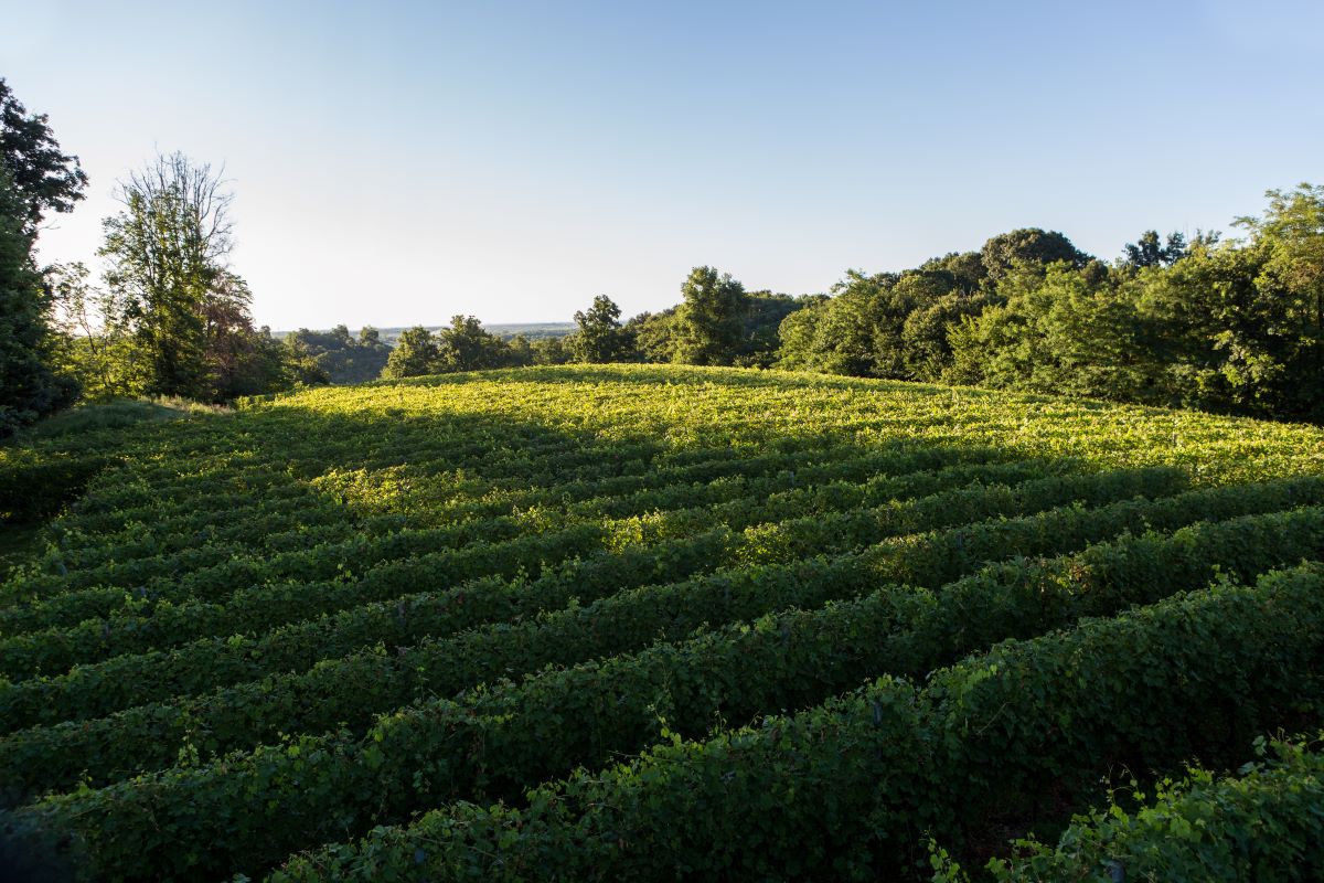 AZIENDA VITIVINICOLA PIETRO CASSINA